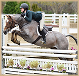 Clovermeade Revelation jumping