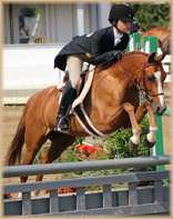 Diamond Edition pony for sale