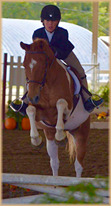 Jelly Bean pony for sale