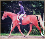 Jovial pony for sale