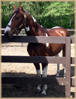 Sinatra, 
						Frank, Branded Oldenburg Gelding, 2015