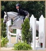 Typical Situation welsh pony for sale